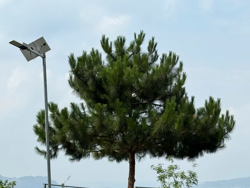 The viewpoint deck at Windy Hill in Dong Van, a pine tree over a stone terrace looking out at the mountains